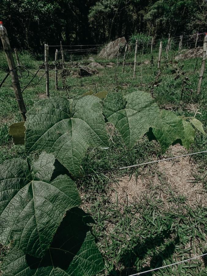 Petrópolis Pousada Quinta Das Nascentes מראה חיצוני תמונה